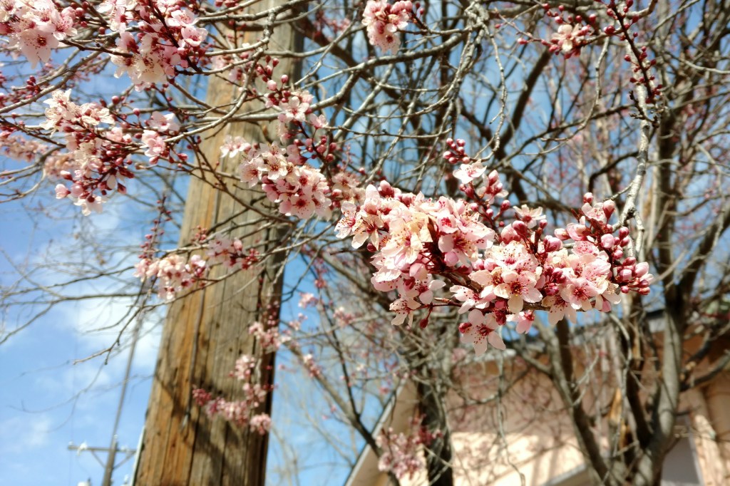 spring