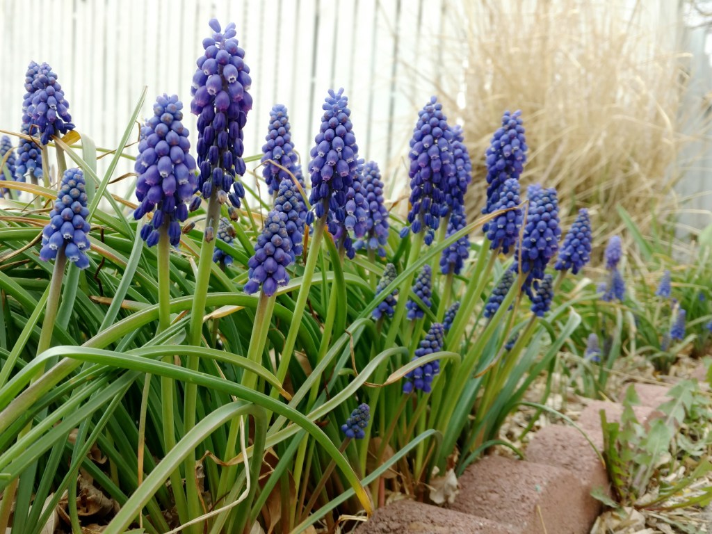 gardening