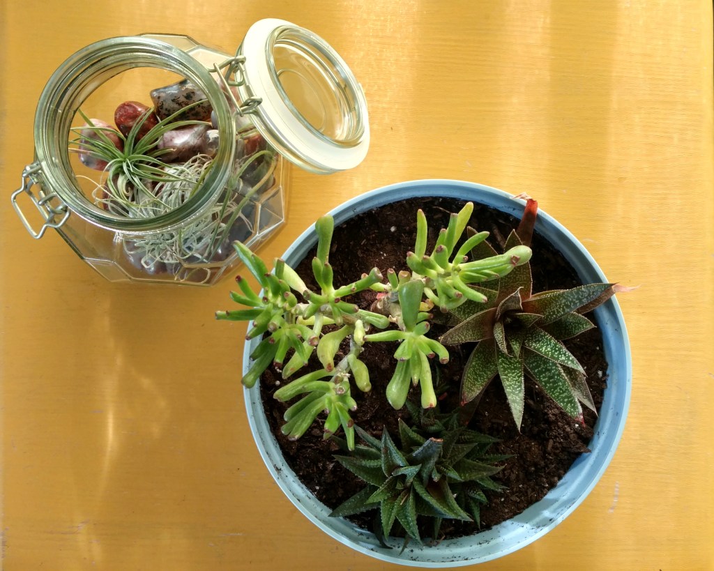 the succulent and I //&nbsp;repotted