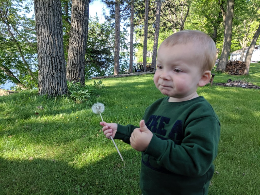 dandelion moments